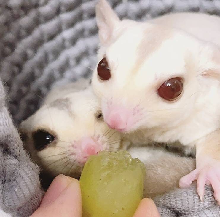 ぶどうを食べるモモンガ（ぽとなむず）